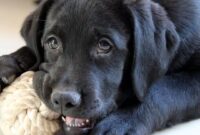 Best Bags for Everyday Use for All Your Adventures